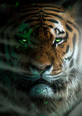 wild angry tiger poster