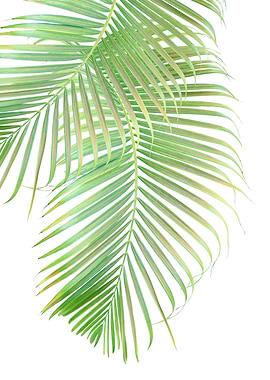 Palm Leaf Delicado 1