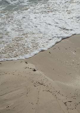 Mexican Ocean Beauty 1