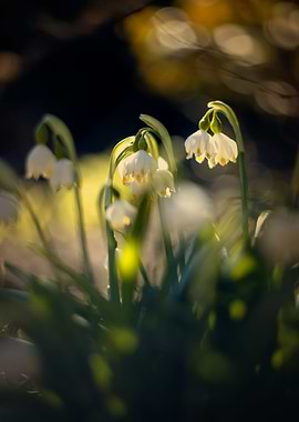 Snowdrops in garden, macro