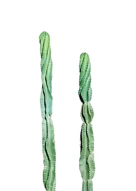 Mexican Cacti Dream 2