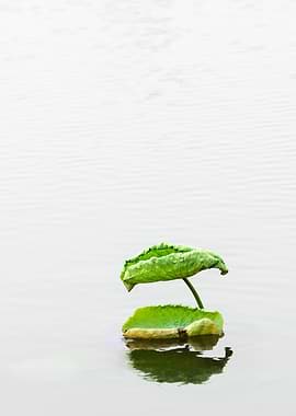 Lotus Leaf