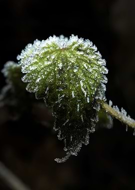 Frozen nettle