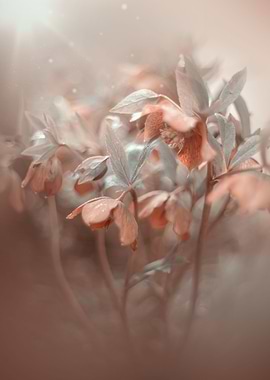 Spring flower,garden,macro