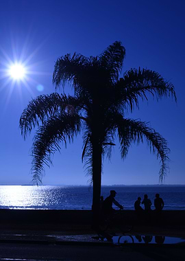 Palm Tree silhouetted
