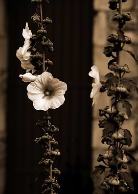 Closeup of a Hollyhock