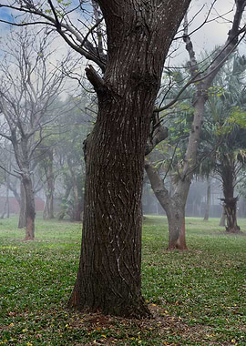The big tree in the park