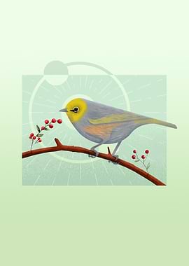 Waxeye Bird