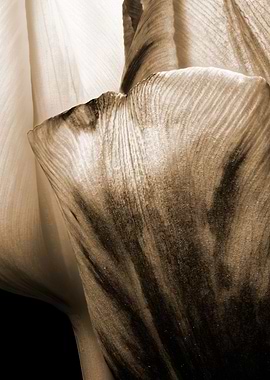 closeup of two tulips