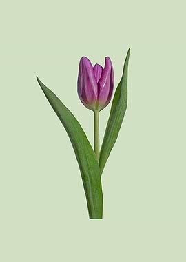 Purple tulip minimal art