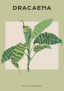 Dracaena tropical leaf