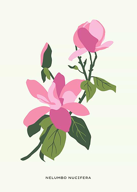 Pink Nelumbo Nucifera