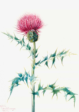 Thistle Cirsium arizonica