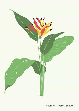 Heliconia Psittacorum