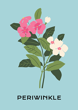 Tropical Periwinkle flower