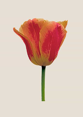 Red and yellow tulip stem