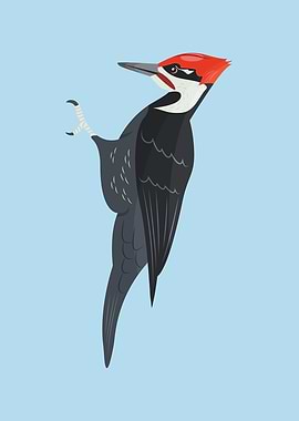 Pileated Woodpecker Bird