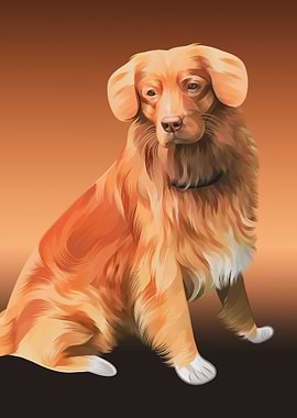 Nova Scotia Duck Tolling