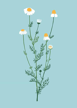 White chrysanthemum flower