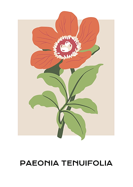 Paeonia Tenuifolia floral