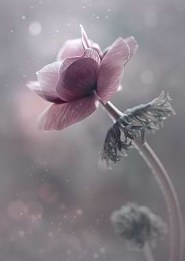 Pink anemone,macro,flowers