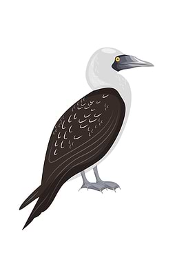 Peruvian booby Bird