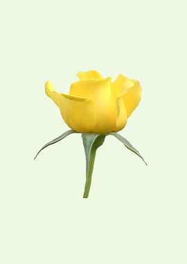 Yellow rose photography