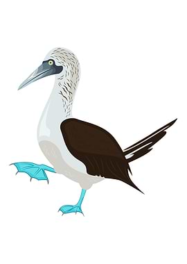 Blue Footed Booby Bird