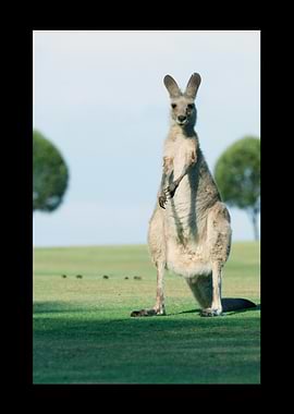 Kangaroo