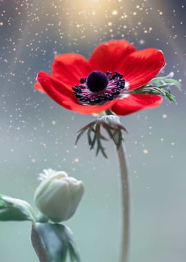 Red anemone flower, macro