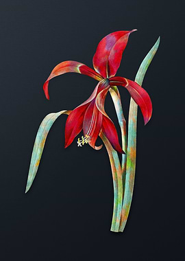 Vintage Amaryllis Flower