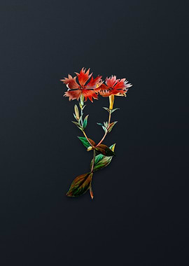 Bunges Lychnis Flower