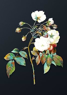 Vintage Adelia Roses