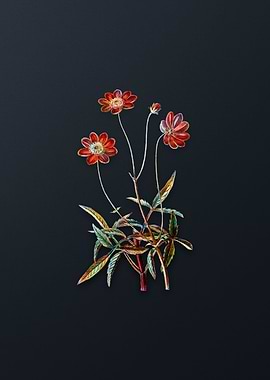 Cosmos Flower Branch