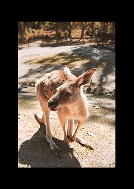 Kangaroo