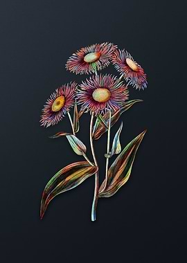 Vintage Shewy Stenactis