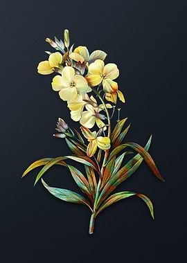 Vintage Cheiranthus Flower