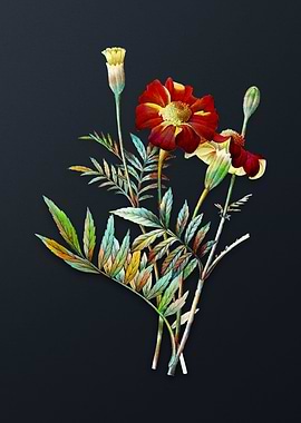 Vintage Mexican Marigold