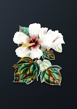 Vintage Marsh Hibiscus