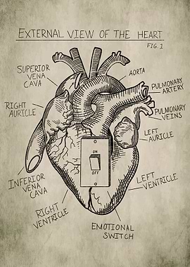 Heart Medical Drawing
