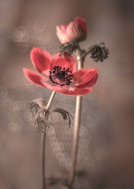 Red anemones, macro