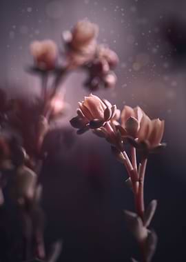 Spring flowers in garden