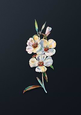 Vintage Pink Ruddy Godetia