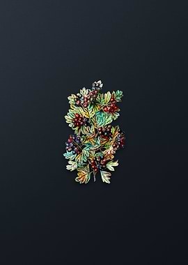 Hairy Leaf Black Hawthorn