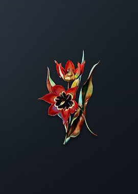 Red Strong Smelling Tulip