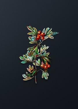 Morocco Hawthorn Flower