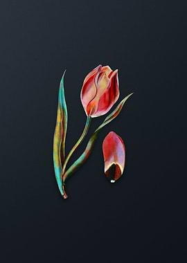 Vintage Suns Eye Tulip