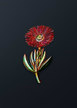 Red Edged Fig Marigold