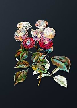 Vintage Seven Sisters Rose