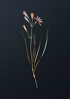 Vintage Amaryllis Montana